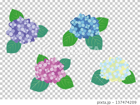 カラフルな紫陽花のセット　葉付き 137474209
