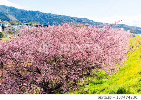 かんなみの桜 137474230