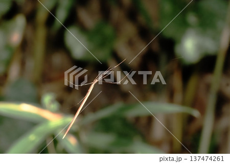 オナガグモ（褐色型） 137474261