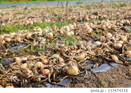 Harvest of fresh onion during harvesting on farmer field 137474338