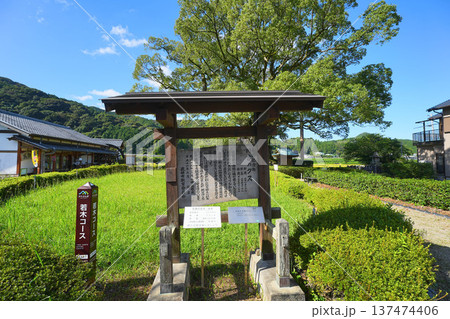 川古の大クス 川古の大クス 137474406