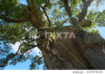 川古の大クス 137474419