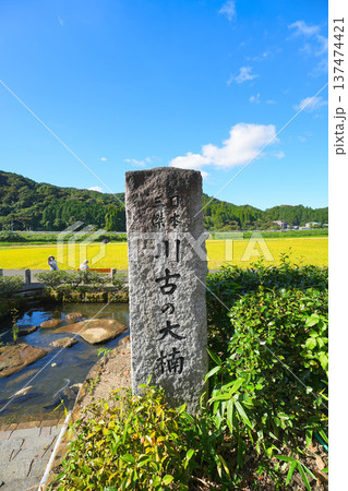 川古の大クス 川古の大クス 137474421
