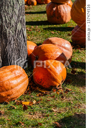 北海道・大沼国定公園に並ぶハロウィンのかぼちゃと秋の風景 北海道・大沼国定公園に並ぶハロウィンのかぼちゃと秋の風景 137474516