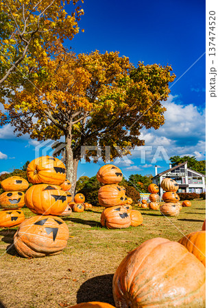 北海道・大沼国定公園に並ぶハロウィンのかぼちゃと秋の風景 137474520