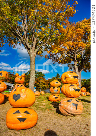 北海道・大沼国定公園に並ぶハロウィンのかぼちゃと秋の風景 137474521