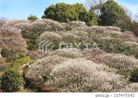 中山観音公園の梅林 137475542