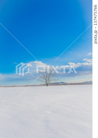 北海道豊頃町の雪原に立つハルニレの木と青空の冬景色 137475766
