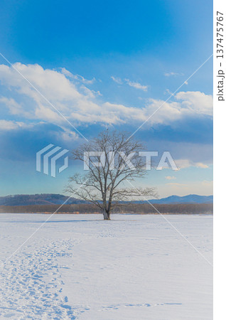 北海道豊頃町の雪原に立つハルニレの木と青空の冬景色 137475767