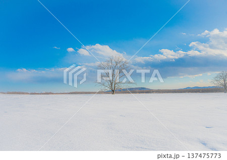 北海道豊頃町の雪原に立つハルニレの木と青空の冬景色 北海道豊頃町の雪原に立つハルニレの木と青空の冬景色 137475773