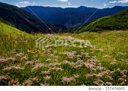 北アルプス・三俣蓮華岳カールのチングルマの花穂と燕岳・大天井岳の眺め 137476003