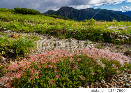 北アルプス・三俣蓮華岳カールのチングルマの花穂と鷲羽岳の眺め 137476004
