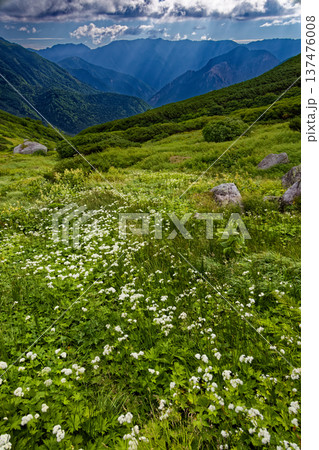 北アルプス・三俣蓮華岳カールのチングルマの高山植物と光芒の燕岳・大天井岳稜線 北アルプス・三俣蓮華岳カールのチングルマの高山植物と光芒の燕岳・大天井岳稜線 137476008