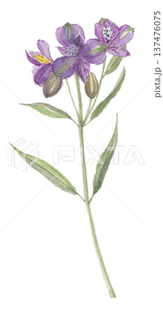 水彩で描いたアルストロメリア　青色 137476075