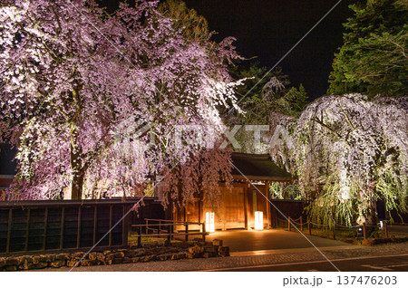 ライトアップされた美しい夜桜 角館武家屋敷 秋田県 ライトアップされた美しい夜桜 角館武家屋敷 秋田県 137476203
