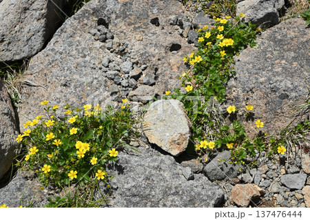 乗鞍岳登山、北アルプス、長野県、岐阜県 137476444