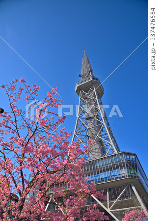 《愛知県》名古屋テレビ塔と満開の河津桜 《愛知県》名古屋テレビ塔と満開の河津桜 137476584