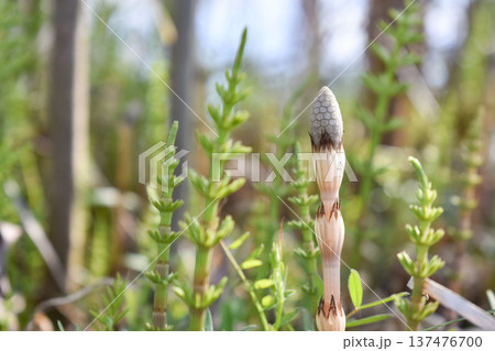 春の風物詩、つくし 137476700