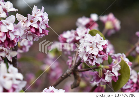 ジンチョウゲの花 ジンチョウゲの花 137476780