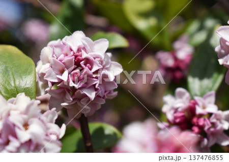 ジンチョウゲの花 ジンチョウゲの花 137476855