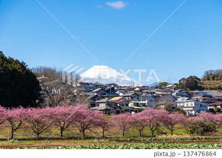 かんなみの桜 かんなみの桜 137476864