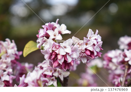 ジンチョウゲの花 ジンチョウゲの花 137476969