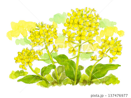 水彩で描いた菜の花のイラスト 137476977