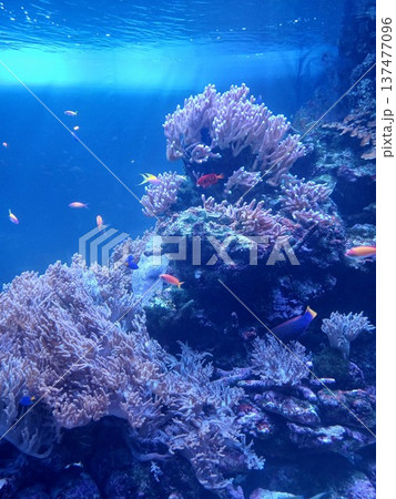 サンゴ礁と熱帯魚が泳ぐ海の水中風景|美しい海洋生態系 サンゴ礁と熱帯魚が泳ぐ海の水中風景|美しい海洋生態系 137477096