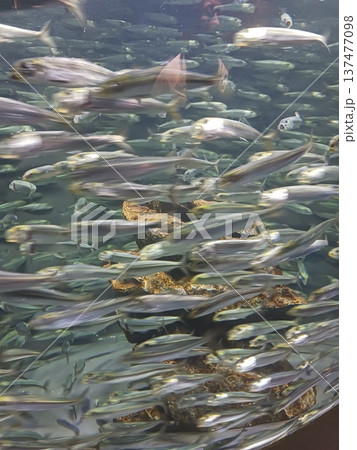 魚の群れが泳ぐ水中風景｜水族館の回遊魚の群泳 137477098