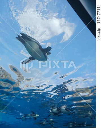 水中を泳ぐペンギンの水族館風景｜下から見上げる海の生き物 137477114