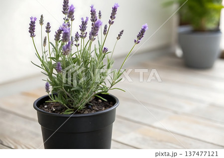 Fresh Lavender Plant in Black Pot on Wooden Deck with Soft Natural Light Background 137477121