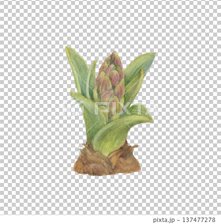 手繪水彩風信子花蕾插圖 137477278