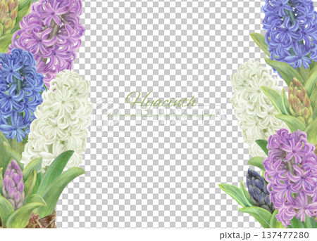 背景插圖為水彩繪製的各種顏色的風信子。 137477280
