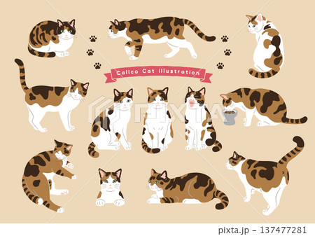 猫のいろいろなポーズセット 三毛猫 動作バリエーション 猫のいろいろなポーズセット 三毛猫 動作バリエーション 137477281