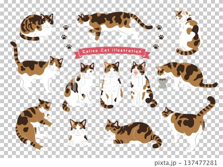 猫のいろいろなポーズセット 三毛猫 動作バリエーション 猫のいろいろなポーズセット 三毛猫 動作バリエーション 137477281