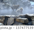 温泉で温まる猿 137477539
