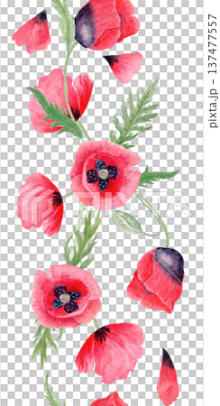 Red poppy vertical seamless border flower, buds, stem, leaves, loose petals isolated on white, hand-painted watercolor illustration for wedding stationery, packaging design, branding, prints, textiles 137477557