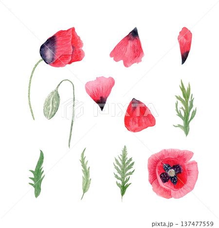 Red poppy flowers, bud, stems, leaves and petals watercolor set isolated on white. Illustration with natural texture, perfect for wedding stationery, cards, decor, packaging, prints. floral branding 137477559