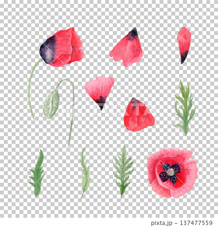 Red poppy flowers, bud, stems, leaves and petals watercolor set isolated on white. Illustration with natural texture, perfect for wedding stationery, cards, decor, packaging, prints. floral branding 137477559