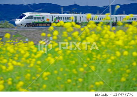 菜の花と特急列車 137477776