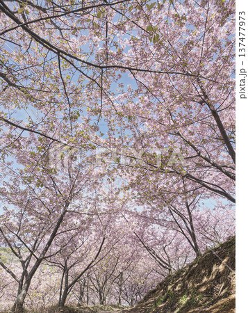 春風そよぐ桜の丘。満開の河津桜と青空 137477973
