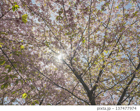 春光に包まれて。光あふれる満開の河津桜 137477974