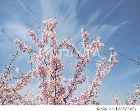 心躍る春色。青空に映える満開の河津桜 137477975
