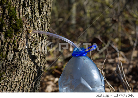 Collecting maple sap from a tree using a tube into a plastic bottle in early spring 137478046