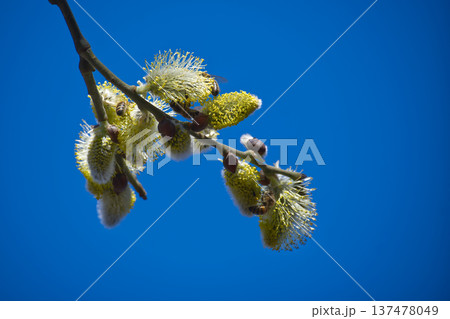 Bees collecting pollen from fluffy willow catkins against a clear blue sky 137478049