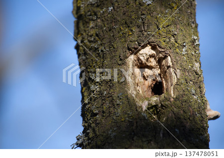 Close-up of a weathered tree trunk with a prominent woodpecker hole against a blue sky 137478051