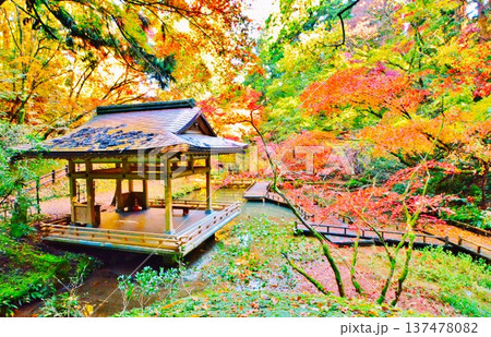 紅葉の新潟県加茂市加茂山公園風景 紅葉の新潟県加茂市加茂山公園風景 137478082