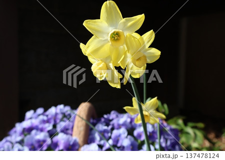 変わり咲きスイセンと青いビオラ 137478124