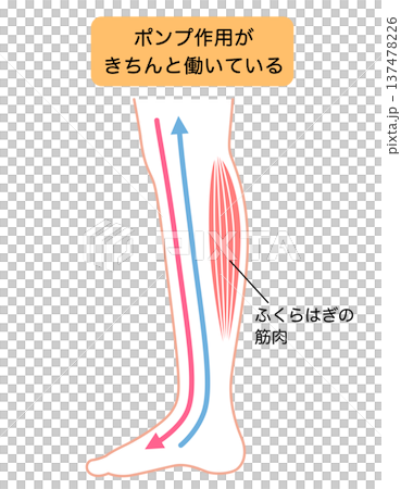 脚のむくみ　浮腫のしくみ 137478226