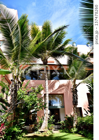 青空に映えるヤシの木 137478260